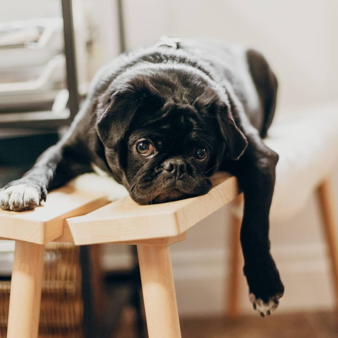 black pug lying down on a bench